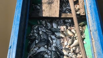 kéo vó cá 2 cái vó cá rô phi cá trắng thấy là mê | nhạc sống 8 tới