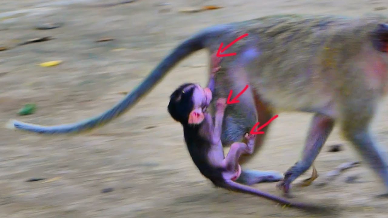 Why doesn’t the monkey mom care about her baby? Little monkey runs after her and clings to her leg