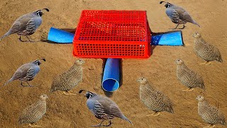 Experiment Quail Bird Trap Using Deep Hole With Rectangular Plastic Basket & PVC |  Easy Bird Trap