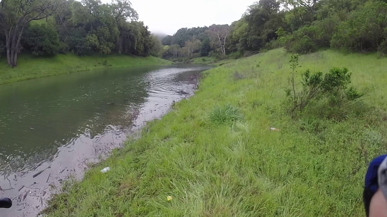 Guadalupe Dam,  Carp spawning
