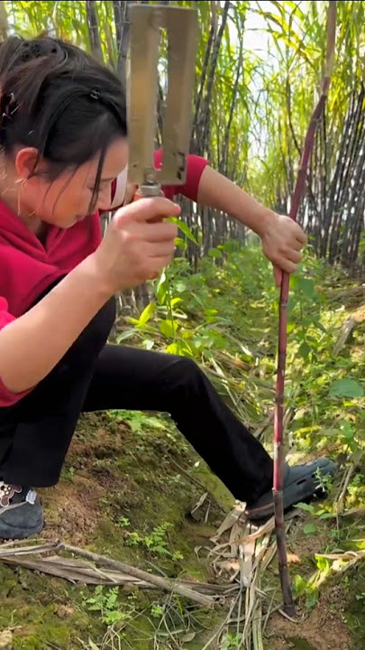 “The farmers harvest good quality sugarcane.” 🌾#setisfaying #shorts