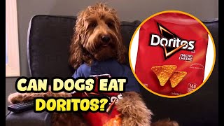 Can Dogs Eat Doritos Can Dogs Eat Doritos