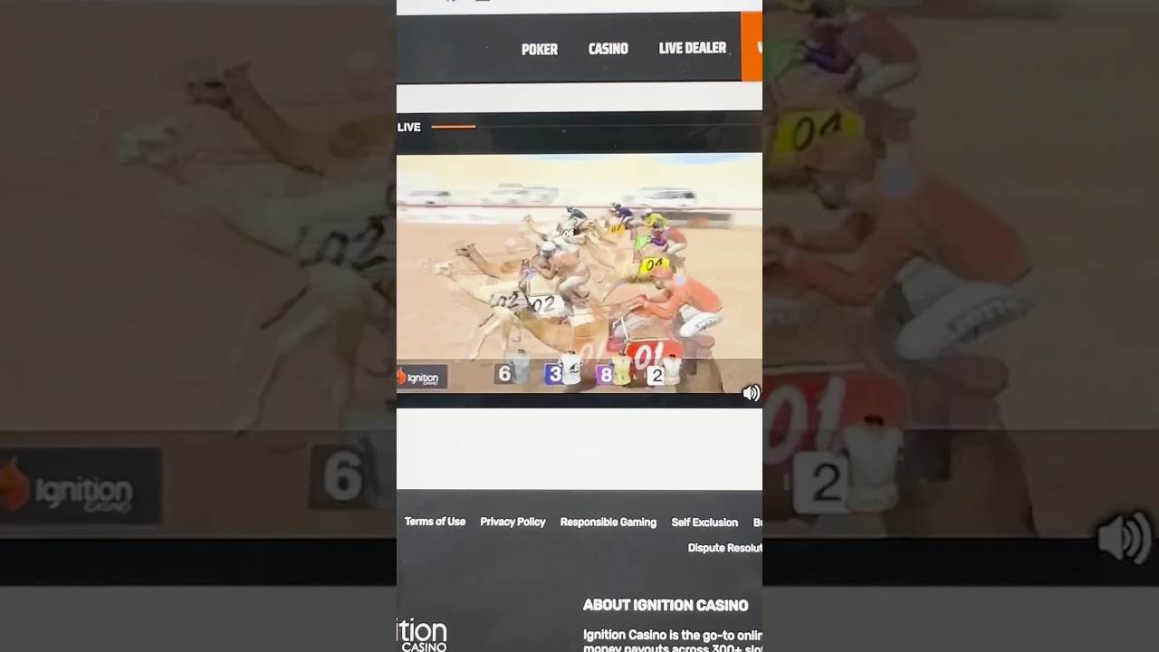 Betting $100 on Camels 🐪 🤣 #Betting #Gambling #Casino