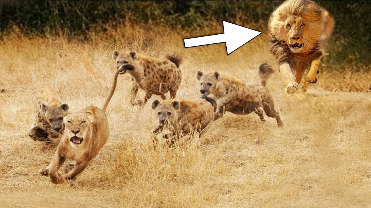 12 Times Hyenas Messed With The Wrong Animals