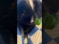 #guineapig!!!!!!!!