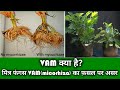 VAM क्या है? VAM(Micorhiza) का फसलों पर असर।