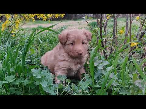 can dog poo blind a child