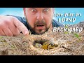 We Found BABY TORTOISES! + Rare Turtle Eggs!