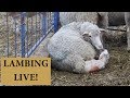 How We Lamb On Our Sheep Farm 2019 (ANOTHER WEEK OF LAMBS!): VLOG 148