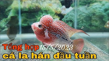TỔNG HỢP CÁ LA HÁN ĐẦU TUẦN @CakiengVn