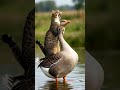 Cat and goose #funny #humor #cat #goose #trend #cartoon #memes #jokes #driving #laughing #games #ai