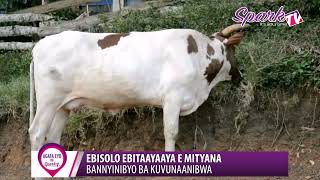 Ebisolo ebitaayaaya e Mityana: Bannyinibyo ba kuvunaanibwa