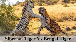Download Tiger Fight-siberian Tiger Vs Bengal Tiger-who Is More Powerful? || Omer Chaudha Video MP3 Tiger Fight-siberian Tiger Vs Bengal Tiger-who Is More Powerful? || Omer Chaudha