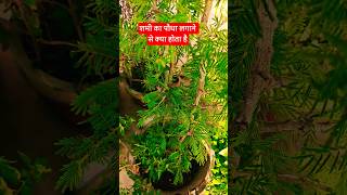 शमी का पौधा घर में कहाँ लगाएँ।। #viral #shami #plants #youtubeshorts #greenplants #vastu #upay