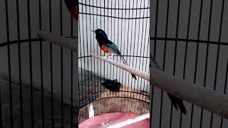 pancingan murai kurang emosi dan birahi