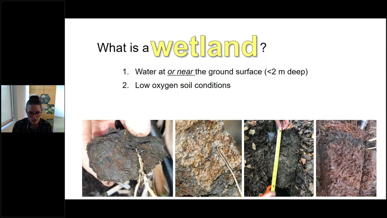 Does drainage pay Quantifying agricultural profitability associated with wetland drainage practices