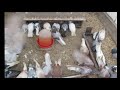 ÐŸÑ€Ð¾ÑÑ‚Ð¾ Ð¾ Ð³Ð¾Ð»ÑƒÐ±ÑÑ….