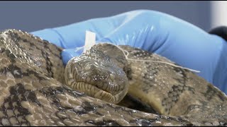 University of Michigan slithers toward history with sizable acquisition of jarred snake specimens