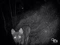 Lupi fototrappolati. Wolves caught by the camera trap.