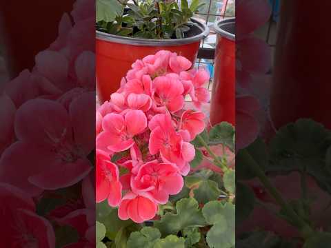 #flowerslovers #blossom #ytshorts #plants #vlog #shorts