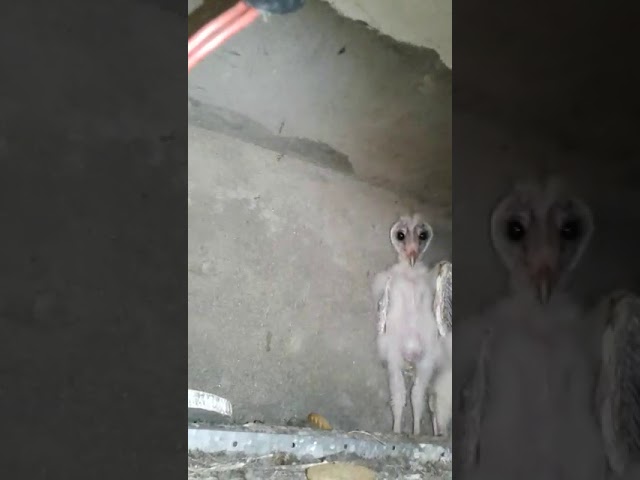 Unseen alien birds caught on cam in vizag