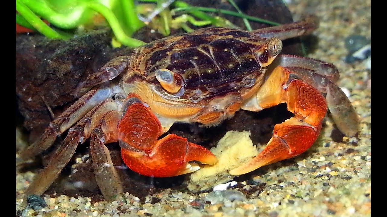Naked Red Clawed Crabs Fight for Food! - YouTube