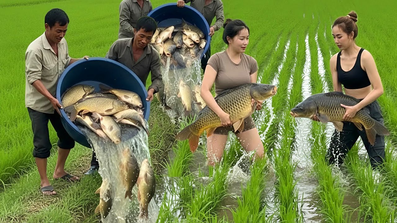Nuôi Cá Trong Ruộng Lúa cách làm Thông Minh của Nông Dân Trung Quốc
