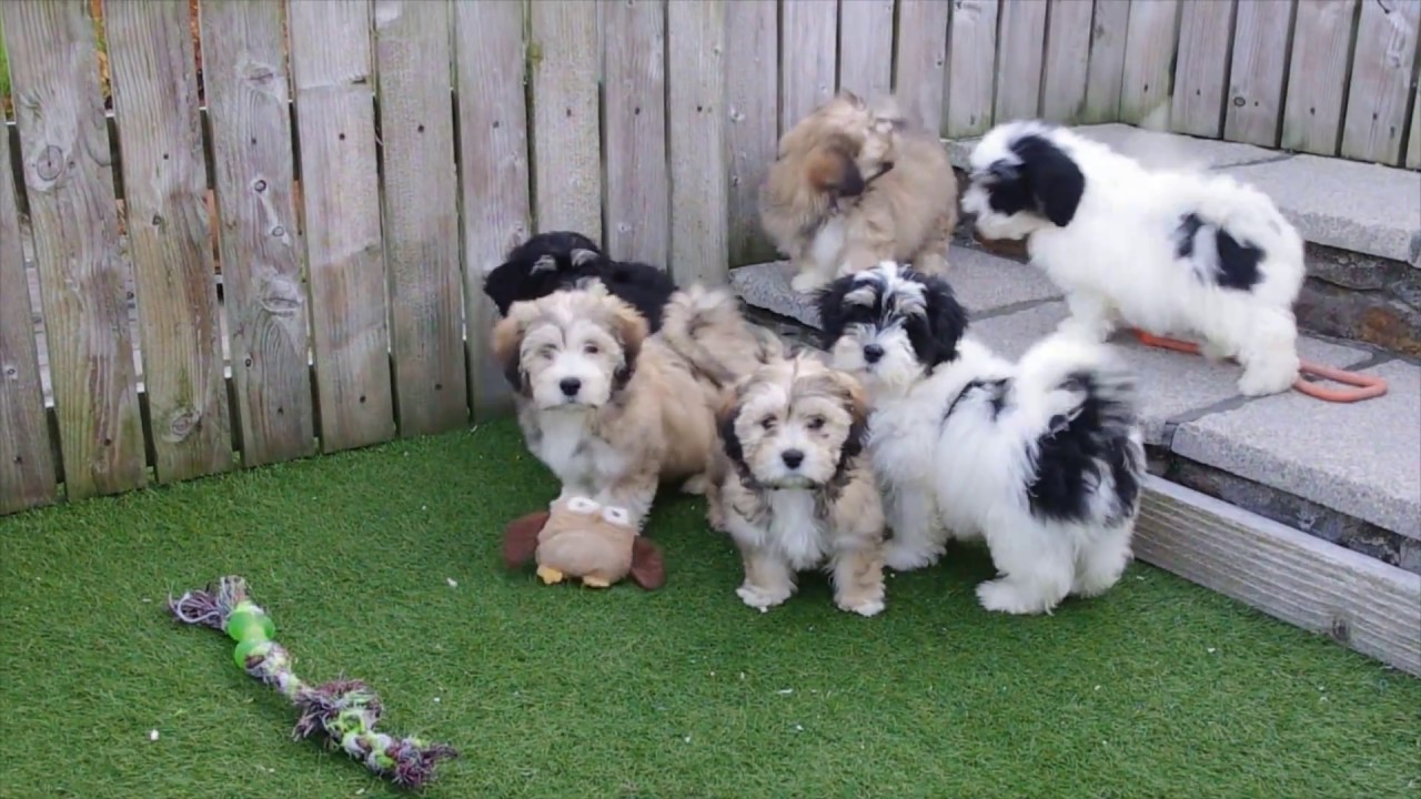 lhasa apso bichon