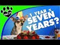 How Old Is My Dog In Dog Years Dog Age Vs Human Dogs 101