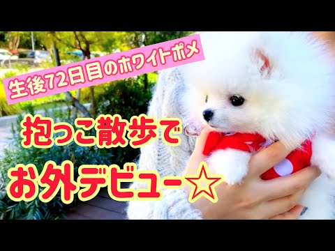 平塚 犬 散歩 平塚 犬 散歩