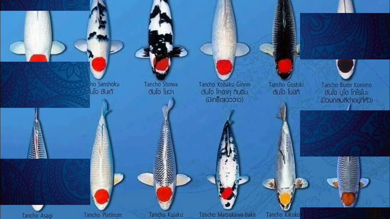 Baru 58 Nama Jenis Warna Ikan Koi