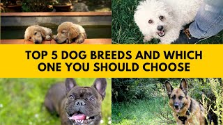 Top 5 Dog Breeds And How To Pick The Perfect One For You