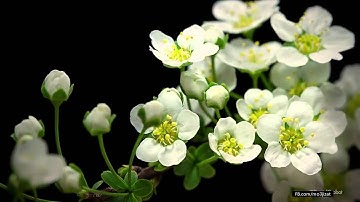 تلاوة رائعة جداً , وفيديو يوضح قدرة الله عز وجل في الخلق (فَالِقُ الْحَبِّ وَالنَّوَىٰ)