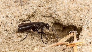 Digger Wasps
