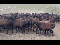 Гиссарские овцы Ходжимирзокарима и Абдурахмона. Август 2020