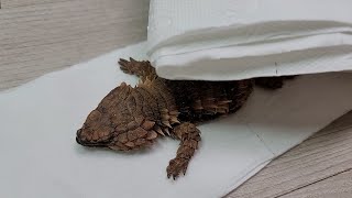 이별 입니다..차 살돈으로 입양했던 용도마뱀이 죽었습니다.. /realistic dragon girdle tailed armadillo lizard