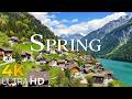 Springtime Switzerland 🌸 Blooming Meadows &amp; Quiet Mountain Views | 4K