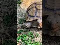#anime #memes #tortoise #leavemealone #aikra #m3ameme #animeshorts
