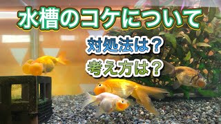 コケ(藻類)について❗️ 生きた水を作るのに必要なのでは