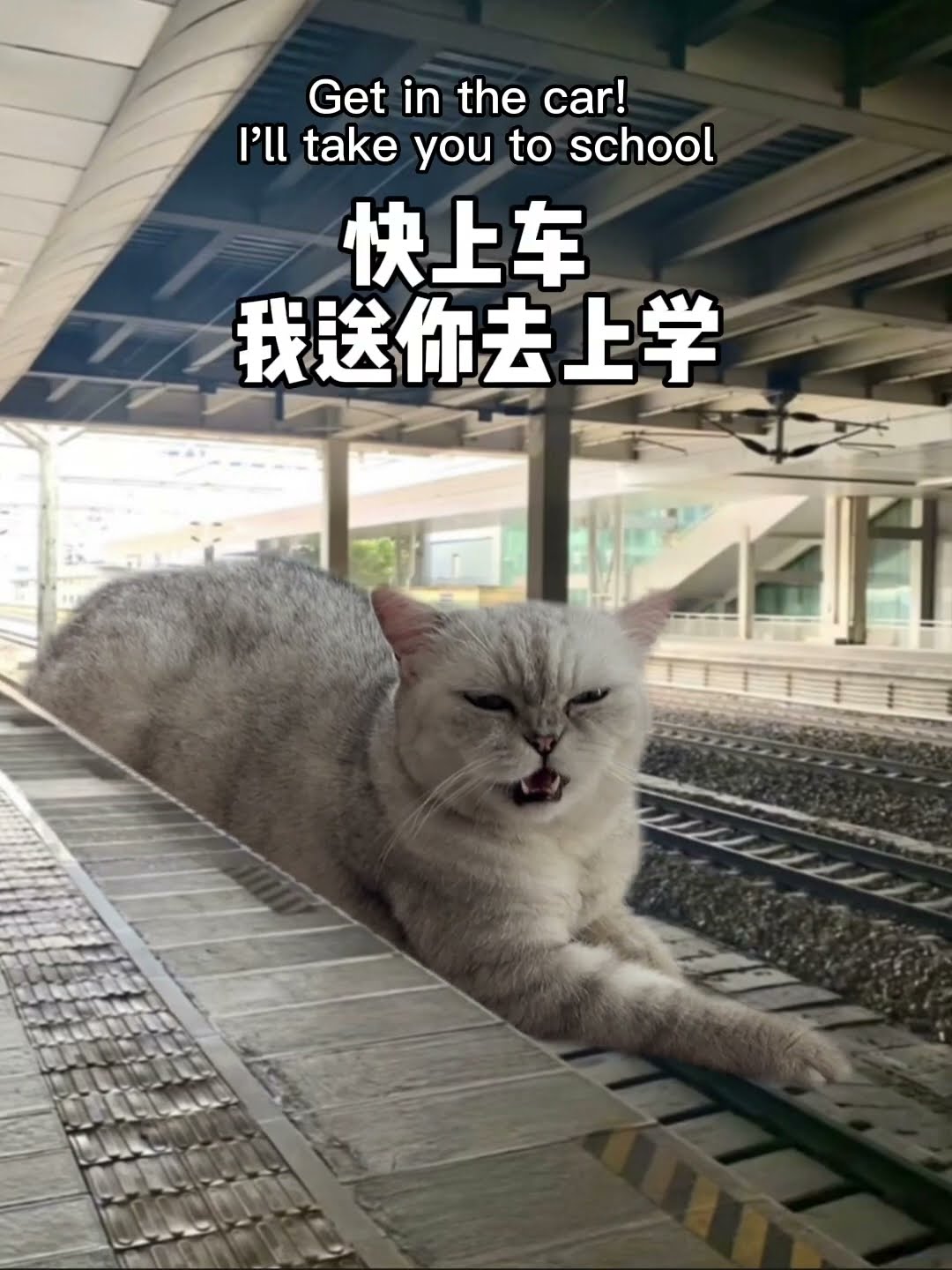 ?: Going To Be Late!? Get In My Car Quickly? | Chef Cat Daily Life #tiktok #shorts