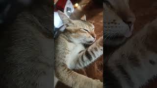 cat foot parot😂🥲🥲😂😂