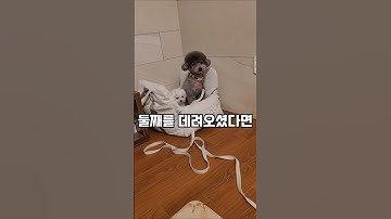다견가정 친해지기! 우리둘이 친해질 수 있을까?