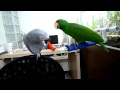 My poor eclectus parrot was always bullied by african grey parrot.