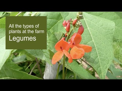 Video: Erythrin Fra Bælgfrugtfamilien