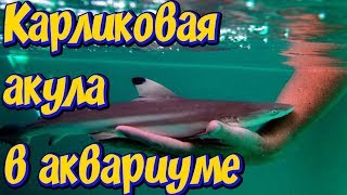 Карликовая акула в аквариуме! Акула в большом аквариуме с рыбами! Аквариумная акула! Карликовая акула в аквариуме! Акула в большом аквариуме с рыбами! Аквариумная акула!