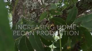 Increasing Home Pecan Production