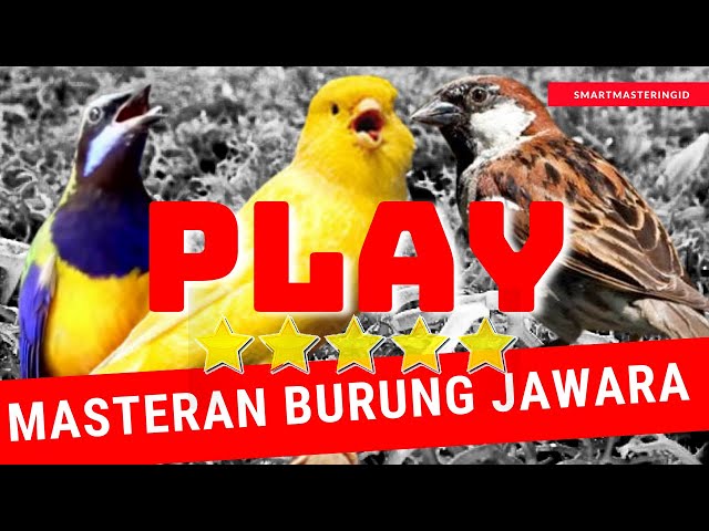 suara masteran cucak cungkok gacor vs burung gereja vs nembak kenari sangat cocok download isian mp3 class=