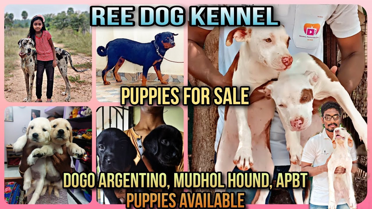 Import Dogs for saleGreat dane Bullykutta Pitbull puppies for sale 