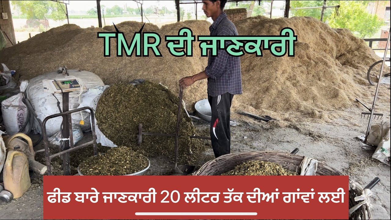 TOTAL MIXED RATION FOR DAIRY COWS 2O LITER WALI COWS DA DIET PLAN total-mixed-ration-for-dairy-cows-2o-liter-wali-cows-da-diet-plan