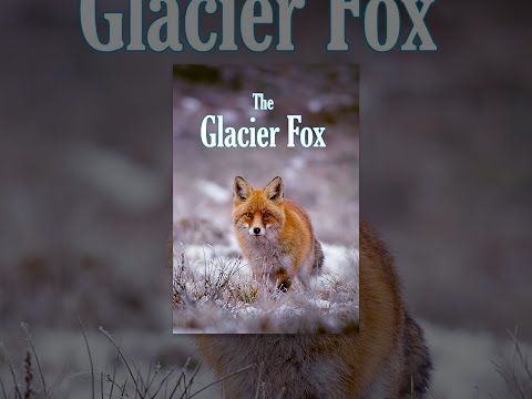 The Glacier Fox